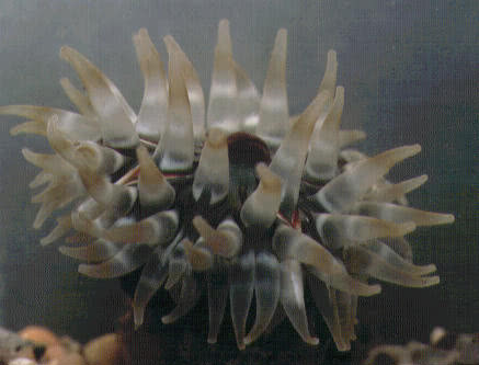 Dahlia Anemone (Urticina felina)